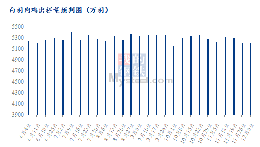 鸡价最新动态，市场走势分析与未来展望